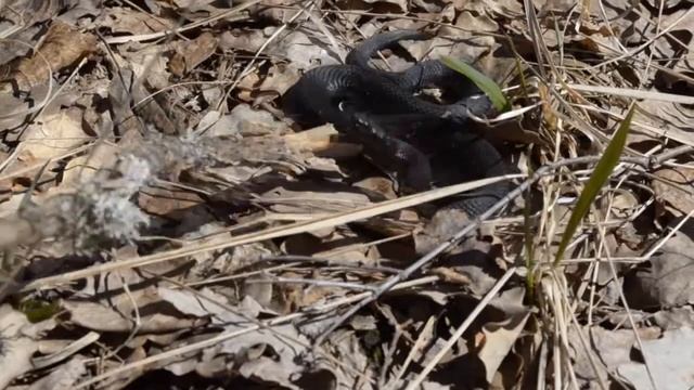 Vipera Berus Melanistic Гадюка обыкновенная  Меланист