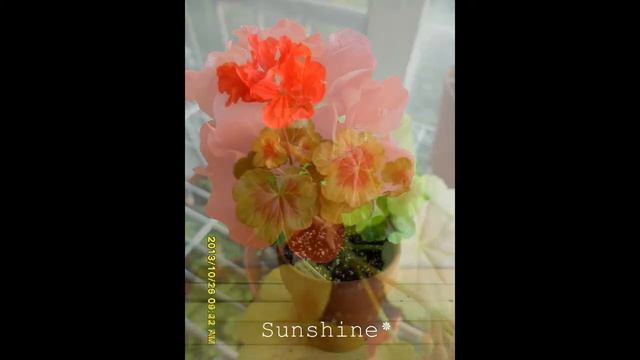 Pelargonium  Occold Shield