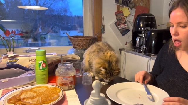 Våffeldagen. Вафельный день в Швеции. Норвежская кошка Соня. Norwegian forest cats. Norsk skogskatt смотреть онлайн