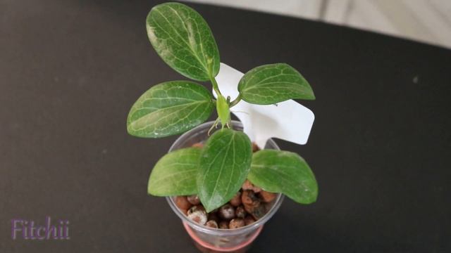Hoya GROWTH Updates! | DreamsofHoya смотреть онлайн