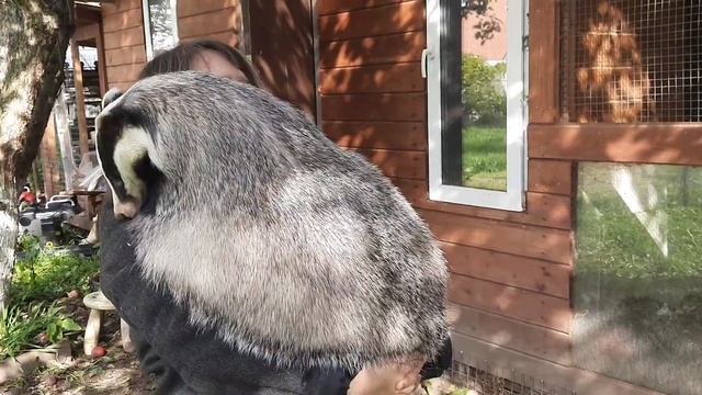 Барсук Луша набрала вес, готовимся к спячке(домашний барсук) смотреть онлайн