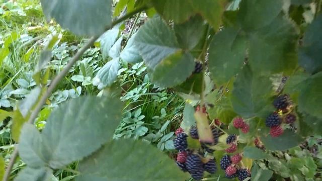 Виноград "Изабелла" и не колючая ежевика на даче. смотреть онлайн
