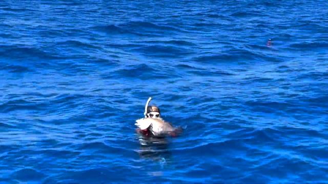 KEY WEST 2023 Spear fishing.Подводная ОХОТА в ОКЕАНЕ Майами подписывайтесь ставьте ЛАЙКИ))) смотреть онлайн