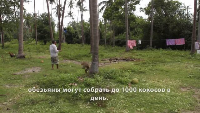 Встреча с местными жителями на о.Самуи, Таиланд. Кокосовая ферма Тонг Крут. смотреть онлайн
