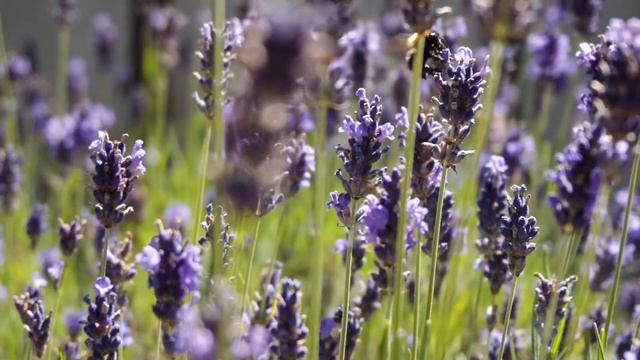 Relaxing Chill Out Jazz Music | "Lavender Field" Background - Music For Relax, Study, Work смотреть онлайн