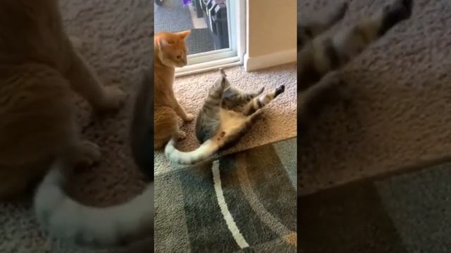 Как отключить кота при помощи одной лапшинки смотреть онлайн