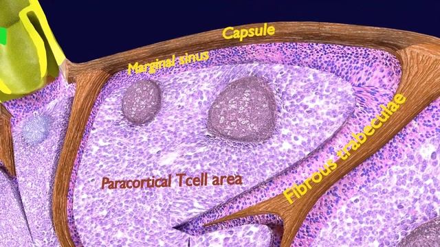 lymph node histology - cortex & hilum - lymph node anatomy & histology simplified / lymphatic syste смотреть онлайн