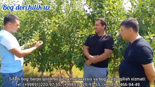 Olma bog‘larida mevalarni siyraklashtirish qanday amalga oshiriladi. Toqalash aslida nima degani? смотреть онлайн