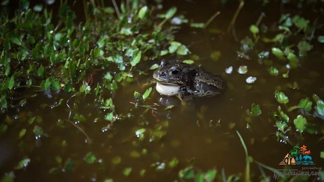 Брачная песня монгольской жабы - Bufo (Pseudepidalea) raddei смотреть онлайн