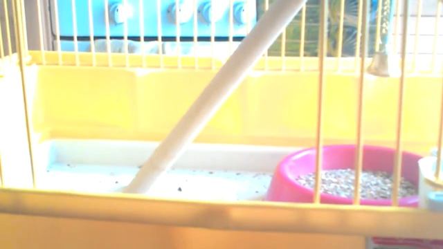 ЧТО ДОЛЖНО БЫТЬ В КЛЕТКИ ВОЛНИСТОГО ПОПУГАЯ смотреть онлайн