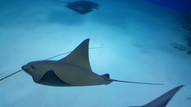 VLOG: Акулы роботы или поездка в Москвариум смотреть онлайн