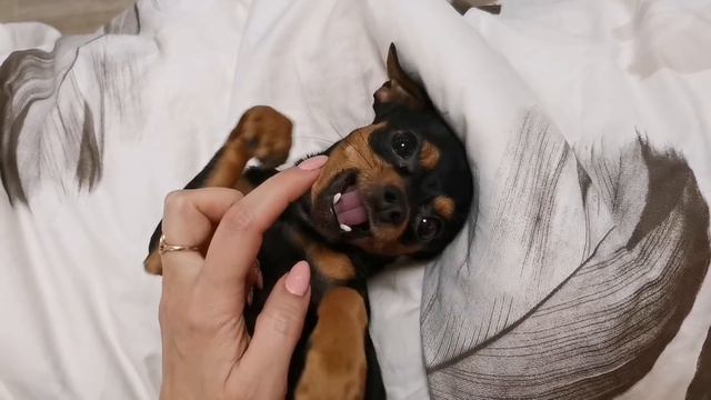 Той-терьеры как дети, игры, бесячки. Счастье в доме. Тойчики. Часть 3. смотреть онлайн