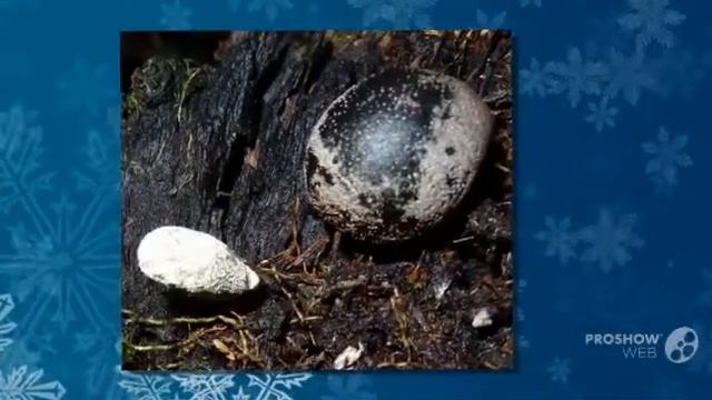 Xylaria - fungi kingdom смотреть онлайн