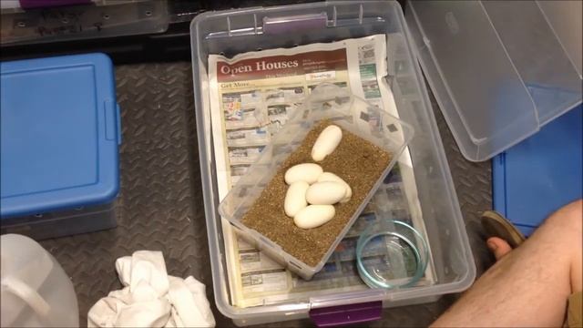 Unexpected Ball Python Clutch! смотреть онлайн