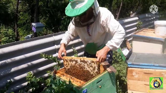 Рекордная акация 🍯💥🐝💚😉🤘 смотреть онлайн