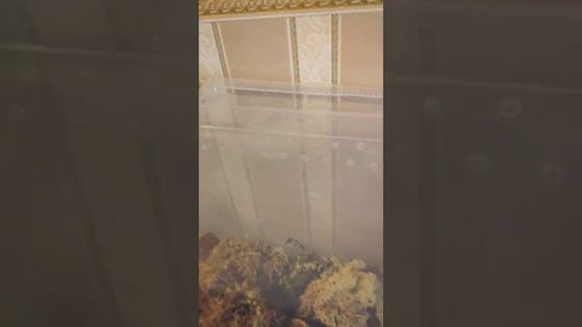 Снова кладка?  #ахатины #улитки #улиткаахатина #африканскаяулитка #улиткиахатины