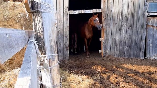 ЕДЕМ НА КОНЮШНЮ / МНОГО ЛОШАДЕЙ И КУЧА ЭМОЦИЙ смотреть онлайн