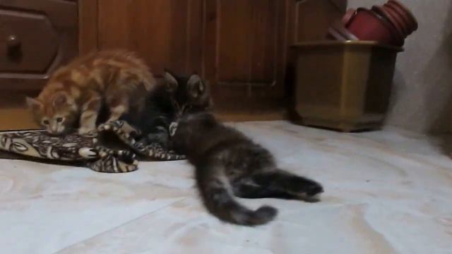 Котики Мейн Кун 3 смотреть онлайн