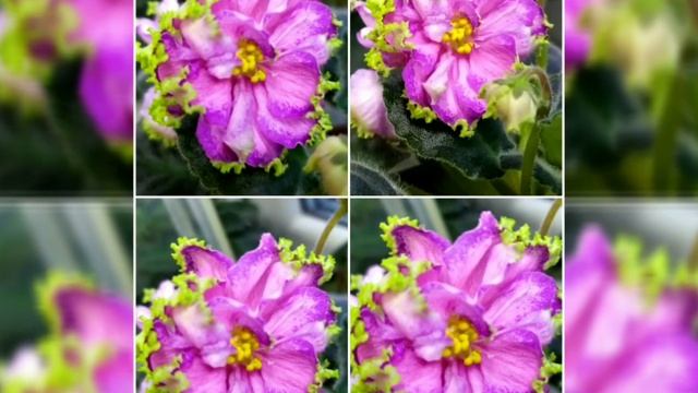 ФОТО ФИАЛОК С НАЗВАНИЯМИ СОРТОВ. смотреть онлайн