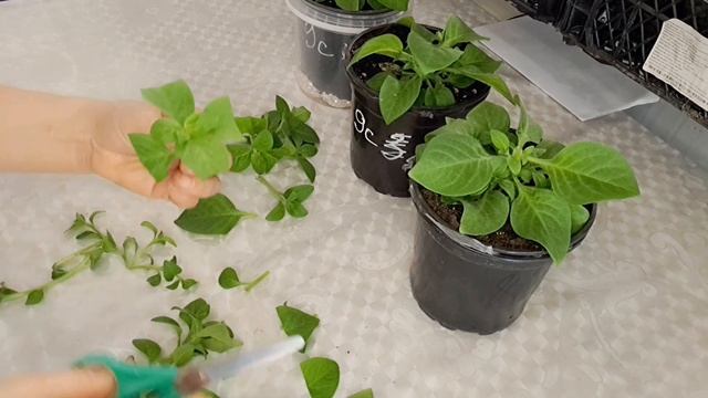 МОЯ ПЕТУНИЯ В САЛОНЕ КРАСОТЫ! МОДЕЛЬНАЯ СТРИЖКА ДЛЯ ПЫШНОСТИ КУСТА. ОЧЕРЕДЬ ДЖОКОНДА РЕД. смотреть онлайн