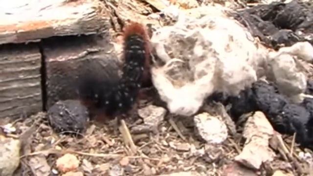 Мохнатая гусеница-2 [Hairy Caterpillar-2]