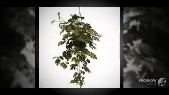 Rhoicissus - garden plants смотреть онлайн