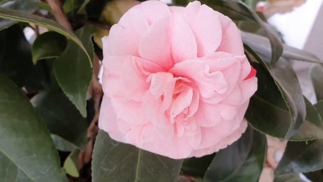 Камелия цветет. Camelia Angela Cocchi смотреть онлайн