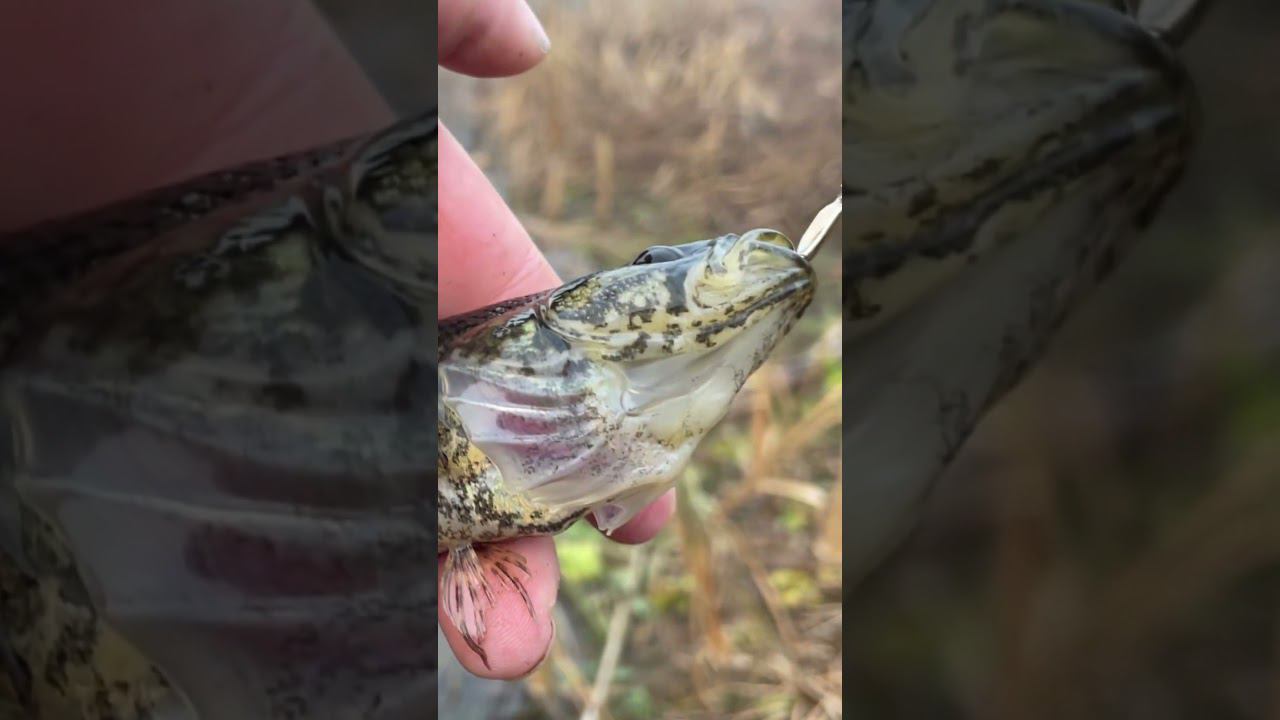 Ротан на своем пруду #ротан #рыбалкакстово #первыйлёд смотреть онлайн