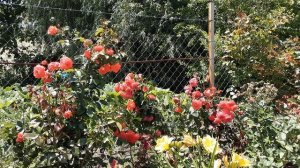 Роза Майн Тауэр - плетистая.Питомник роз Полины Козловой rozarium.biz