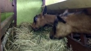 Ёлки для коз//Премиксы в кормлении коз// Если горчит молоко// Установка камеры// Следим за козами