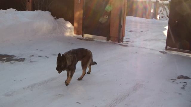 Дрессировка восточно-европейской овчарки http://dogclass.ru/ смотреть онлайн