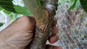 прививки шелковицы разными способами через год