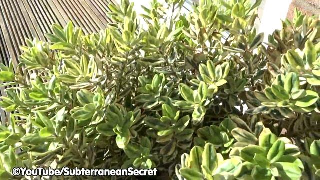 Sony DSC-HX60 Video Recording Performance at 50p 28M (PS) [AVCHD] смотреть онлайн