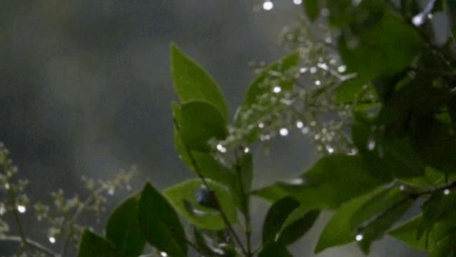 Тамара Миансарова Прощание смотреть онлайн