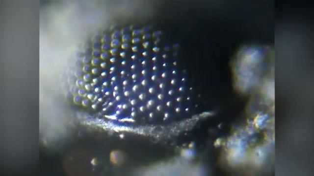 КАК ЖИВОТНЫЕ ВИДЯТ ОКРУЖАЮЩИЙ НАС МИР 1 смотреть онлайн