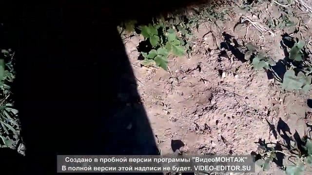 батат сладкий картофель эксперимент по выращиванию в средней полосе России смотреть онлайн