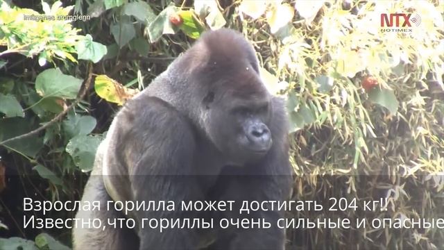 Горилла спасла 3-летнего мальчика! смотреть онлайн