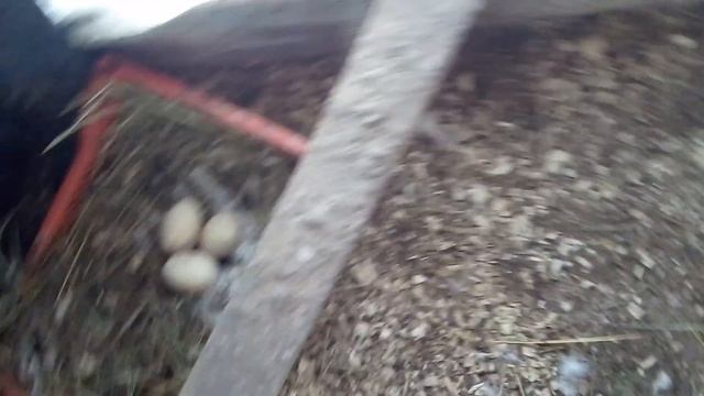 Утка села на яйцо будут ли утята смотреть онлайн