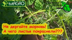 КОГДА и КАК УБИРАТЬ МОРКОВЬ и СВЁКЛУ. Убираем корнеплоды и готовим к хранению без потерь.