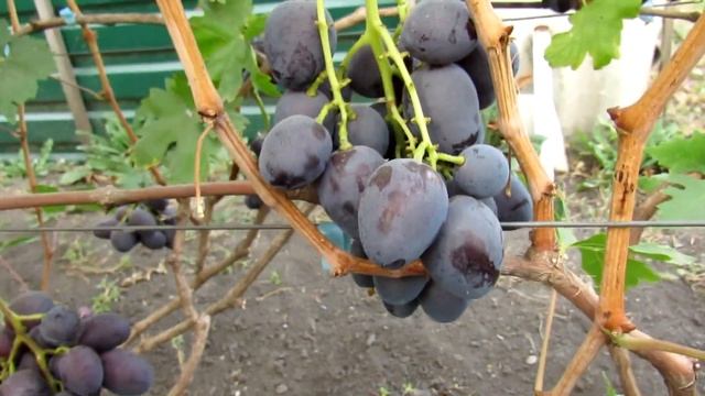 Пегас 15.09.2020 смотреть онлайн