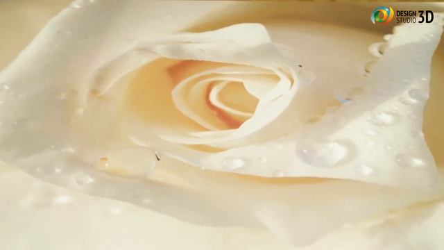 3D фотообои "Утренняя роза" смотреть онлайн