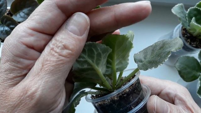 Переувлажнение на листьях детки фиалки ЛЕ - Карусель. смотреть онлайн