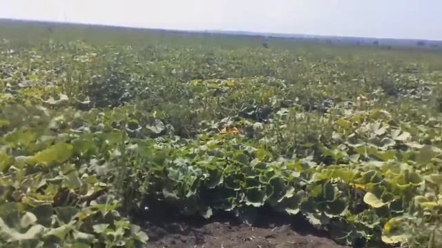 Поля с тыквой смотреть онлайн