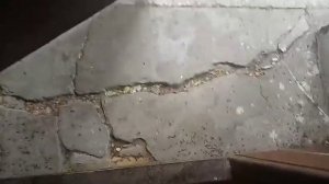 Нашествие древесных клопов. Arocatus melanocephalus