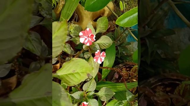 Bussy Lizzie/Impatiens walleriana/China rose смотреть онлайн