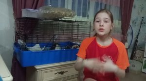 Обустройство клетки для морской свинки ☺