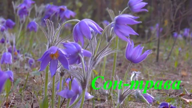 Бережіть первоцвіти смотреть онлайн