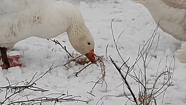 Стройка Формат