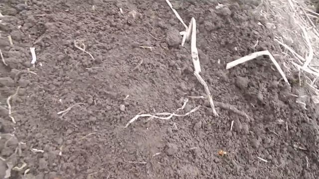 Чернушку пропалывать не надо Супер посадка лука чернушки. Лук севок. смотреть онлайн