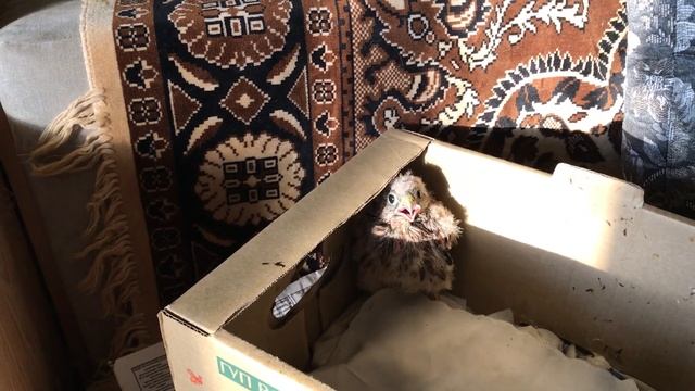 Как и чем кормить птенца сокола, птенца ястреба и других хищных птиц? Отвечаю на вопросы зрителей. смотреть онлайн